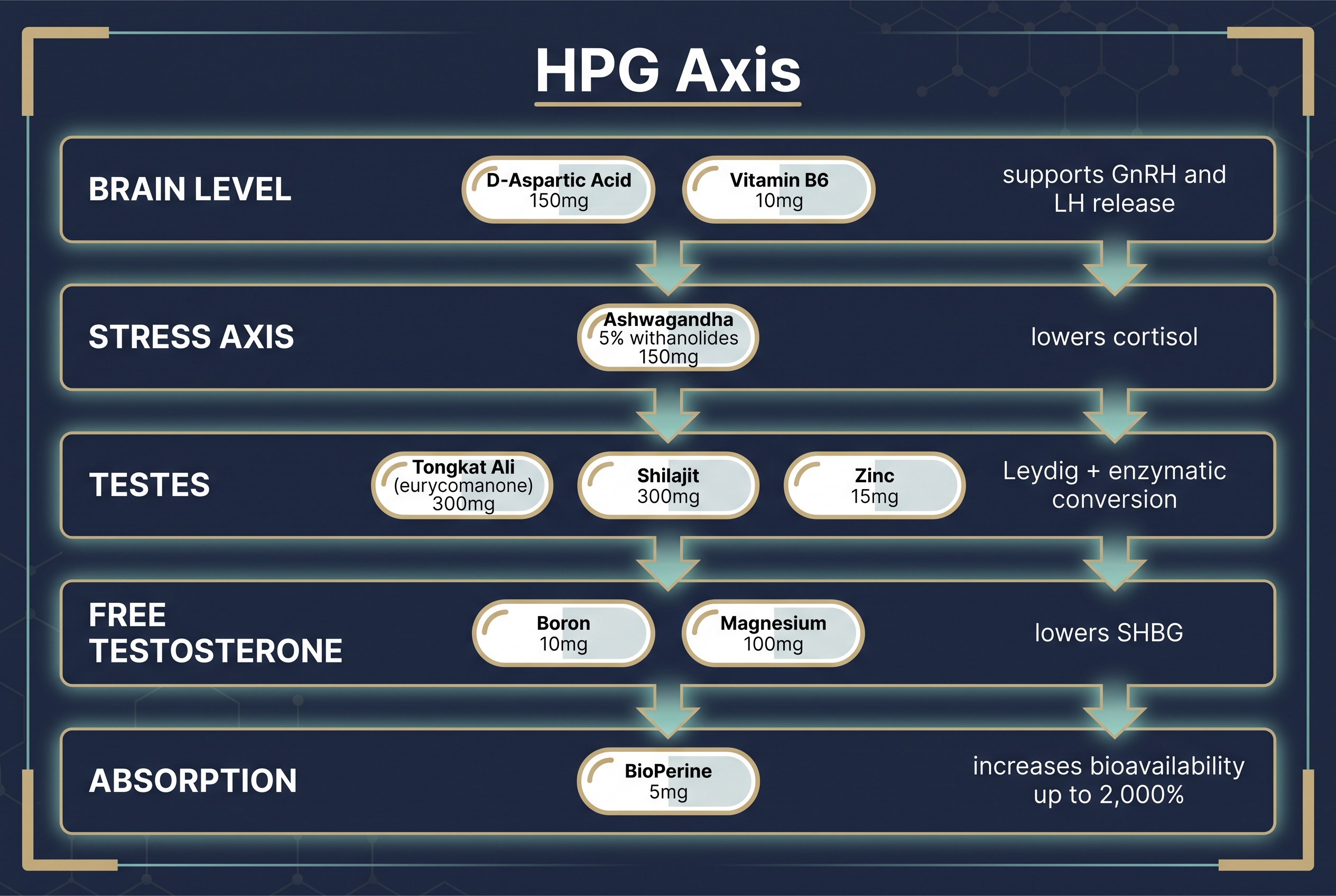HPG axis — how the 9 ingredients map to each level of the hormonal chain